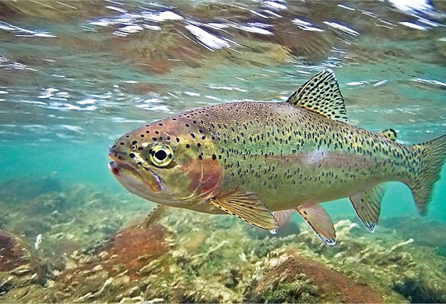 rainbow trout