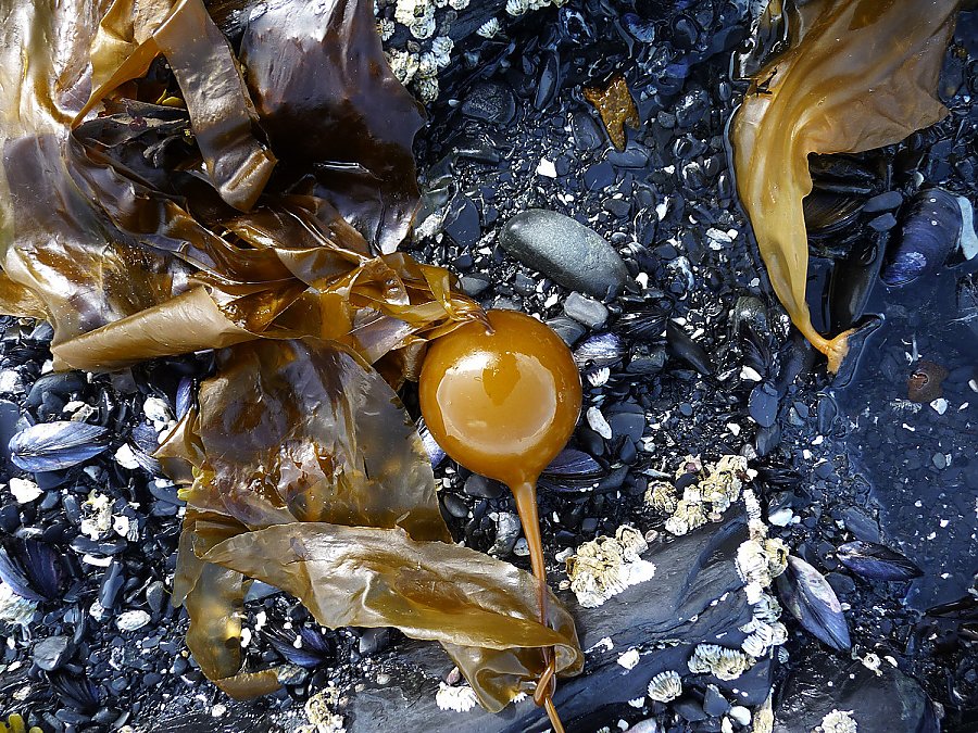 The edge of the sea on Kodiak with bull kelp, mussels, large barnacles, and smooth broken black rocks