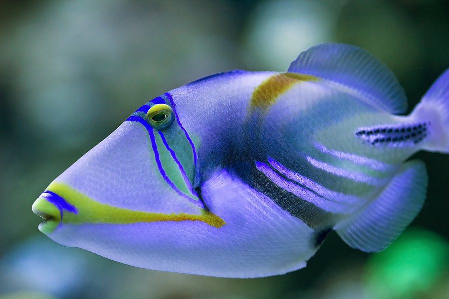 triggerfish