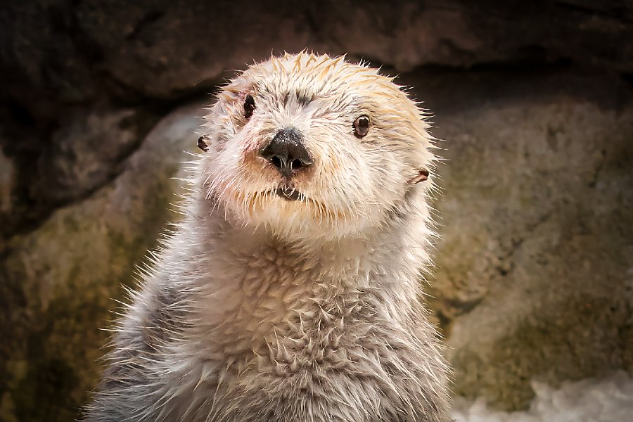 Sea otter sitting upright on ice