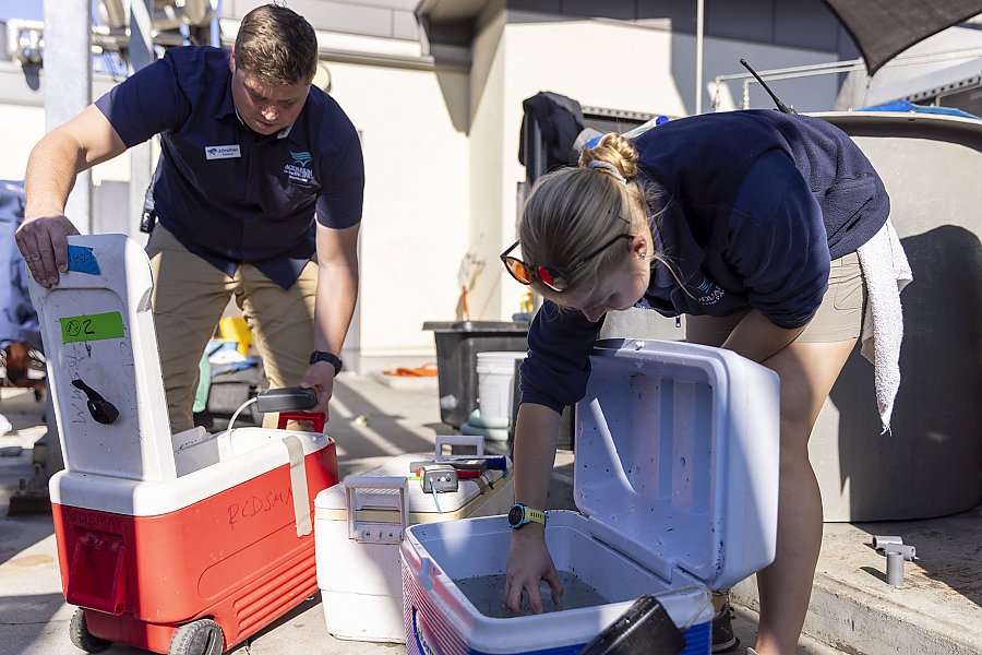 Two Aquarium staff members checking the water inside of coolers