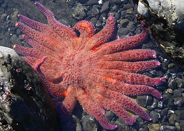 Sunflower seastar