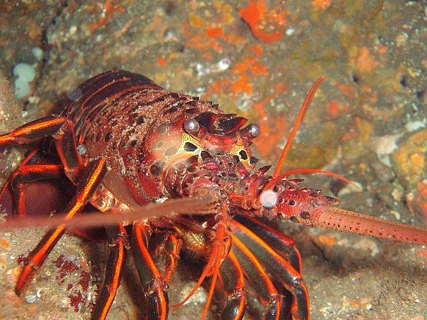 California spiny lobster emerging from crevace